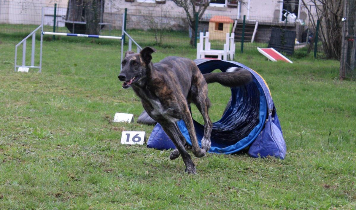 Agility